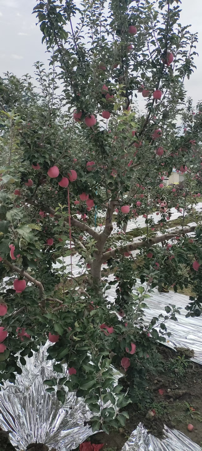 静宁苹果