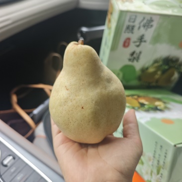 佛手梨