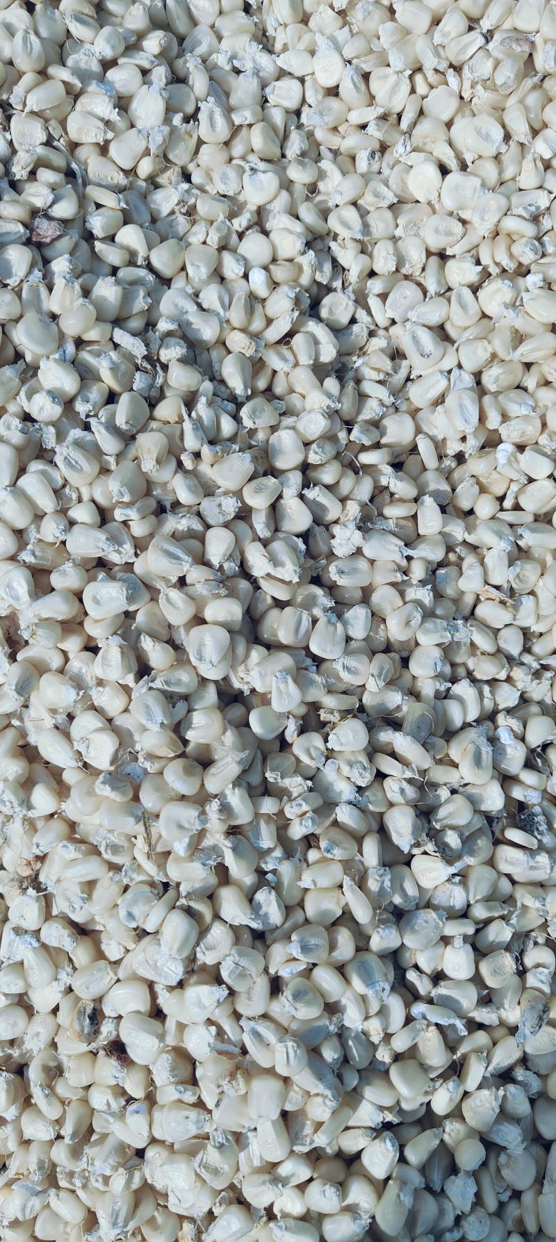 白糯玉米潮粒大量出货