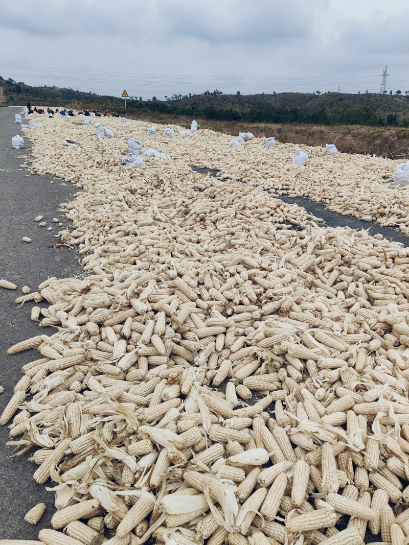 白糯玉米潮粒大量出货