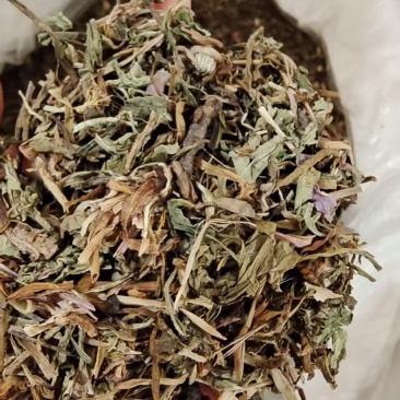 自然生长蒲公英熬药中药材2斤包邮量大优惠