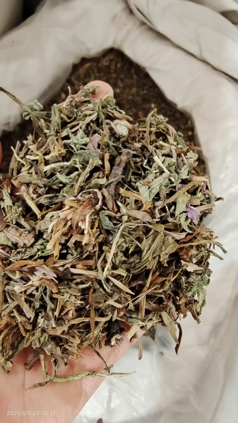 自然生长蒲公英熬药中药材2斤包邮量大优惠