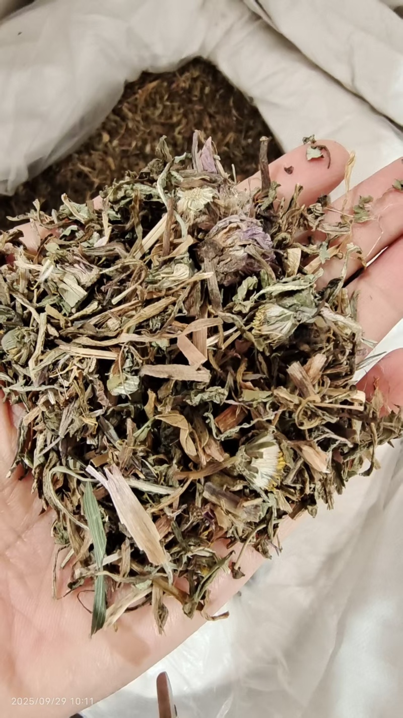 自然生长蒲公英熬药中药材2斤包邮量大优惠