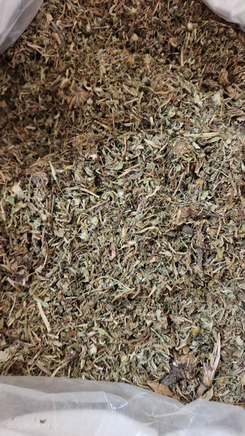 自然生长蒲公英熬药中药材2斤包邮量大优惠
