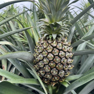 出售新鲜热带水果精品水果菠萝