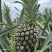 出售新鲜热带水果精品水果菠萝