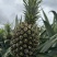 出售新鲜热带水果精品水果菠萝
