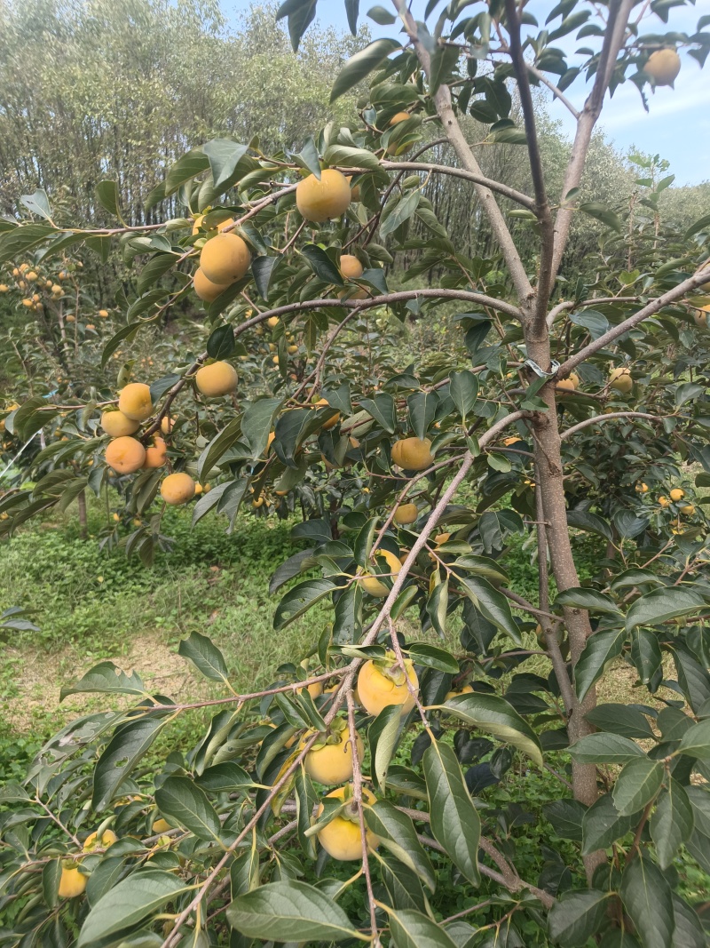 阳丰甜柿