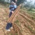 白玉山药大量接单产地直发量大从优欢迎来电咨询