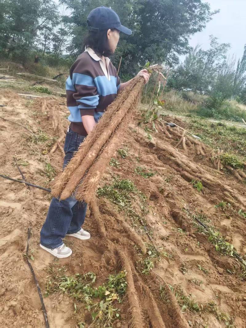 白玉山药大量接单产地直发量大从优欢迎来电咨询