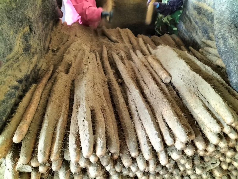 白玉山药大量接单产地直发量大从优欢迎来电咨询