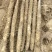 白玉山药大量接单产地直发量大从优欢迎来电咨询