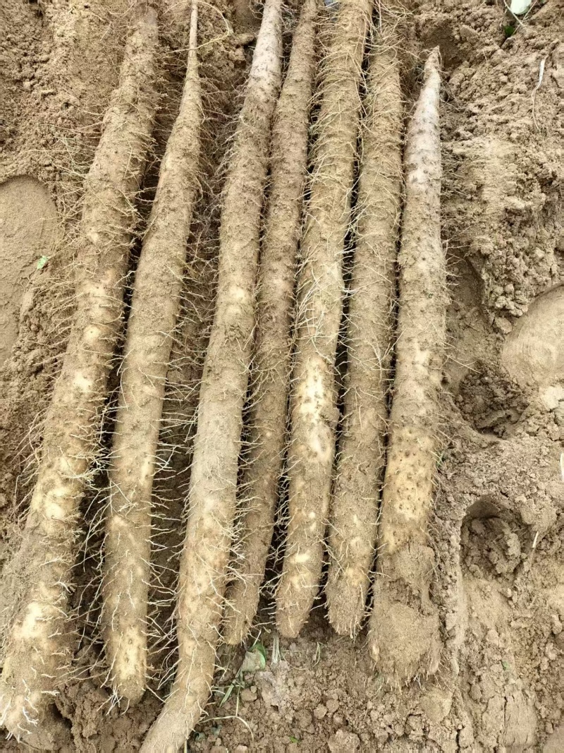 白玉山药大量接单产地直发量大从优欢迎来电咨询