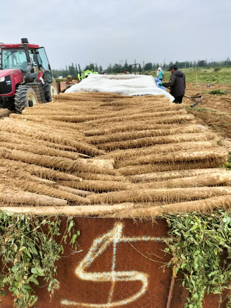 白玉山药大量接单产地直发量大从优欢迎来电咨询
