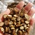 槲寄生大粒小粒都是选货2斤包邮量大优惠