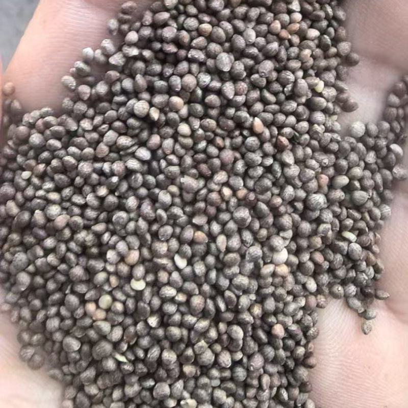做生意就是做人品，做服务就是做良心。我们诚信经营苏子