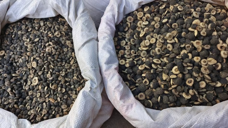 枳实够含量中个2斤包邮量大优惠
