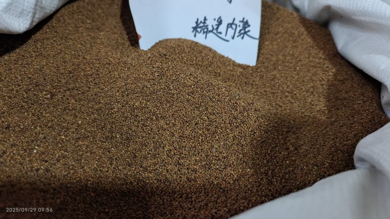 内蒙菟丝子泡茶泡酒中药材干净无杂2斤包邮