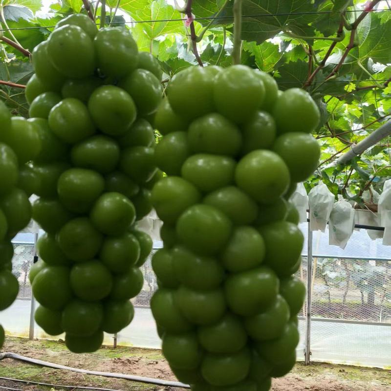 阳光玫瑰大量鲜货