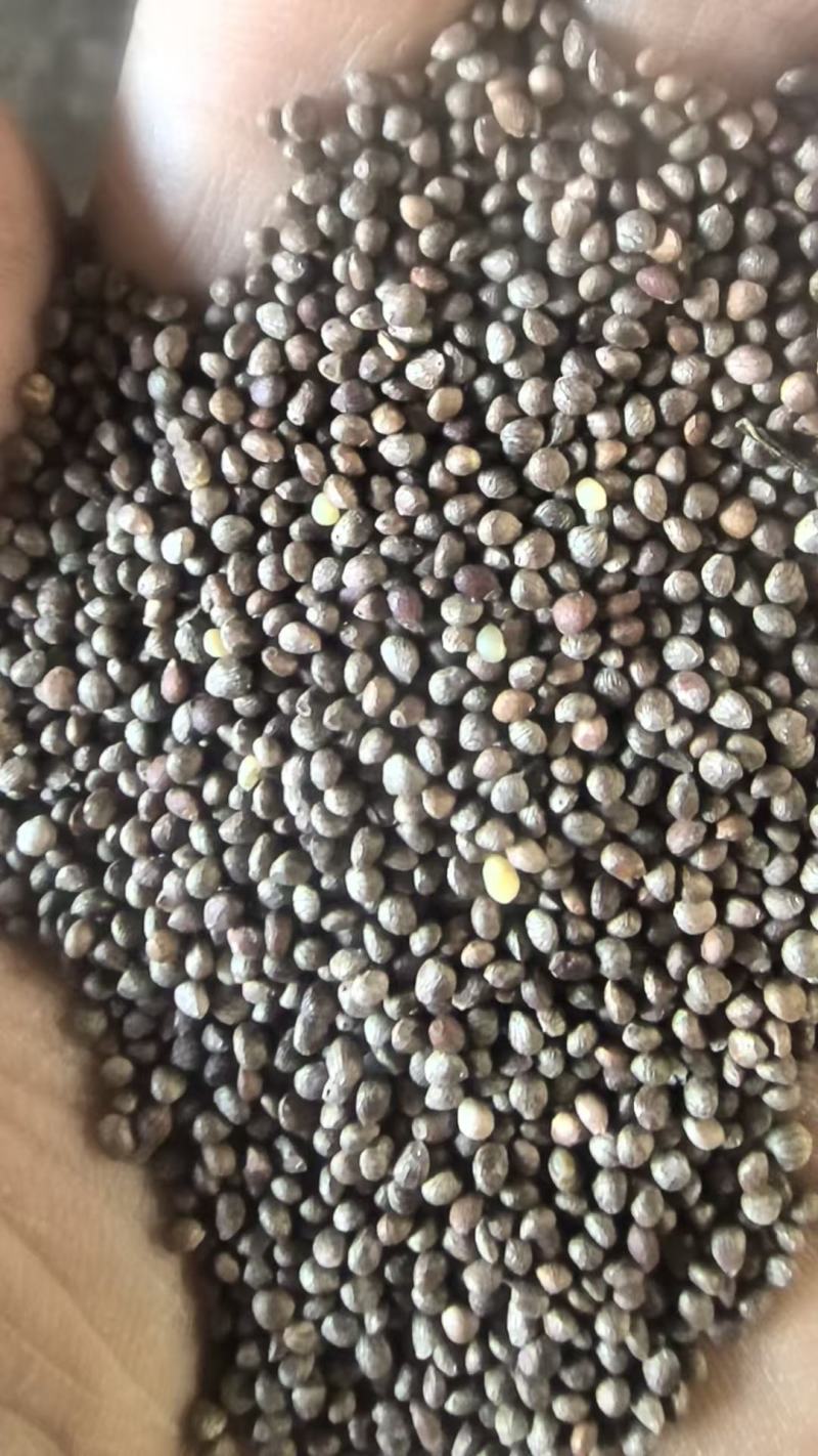 做生意就是做人品，做服务就是做良心。我们诚信经营苏子