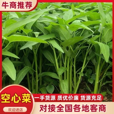 广东揭阳普宁市优质空心菜口感脆嫩产地直供量大从优