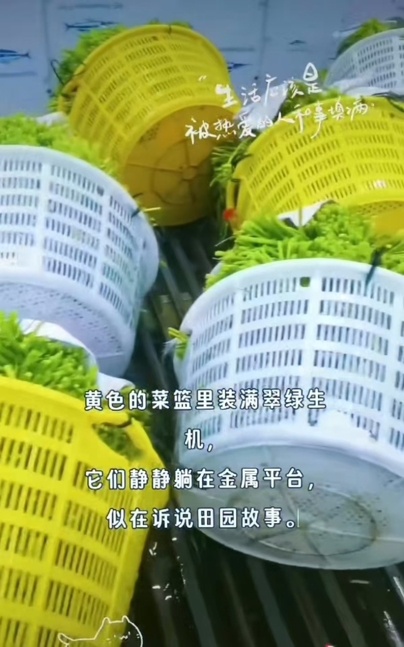 广东揭阳普宁市优质空心菜口感脆嫩产地直供量大从优