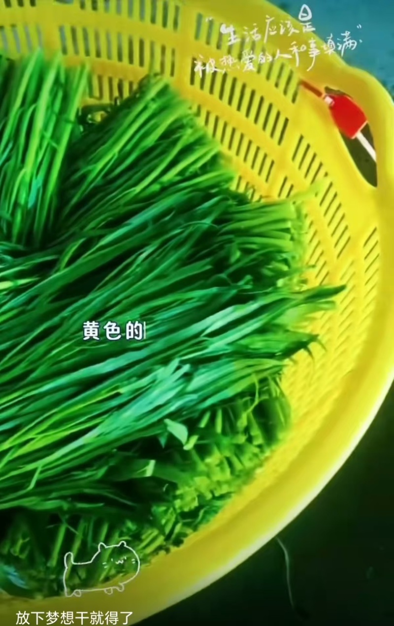 广东揭阳普宁市优质空心菜口感脆嫩产地直供量大从优