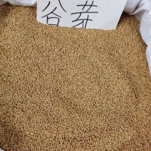 谷芽中药材2斤包邮量大优惠