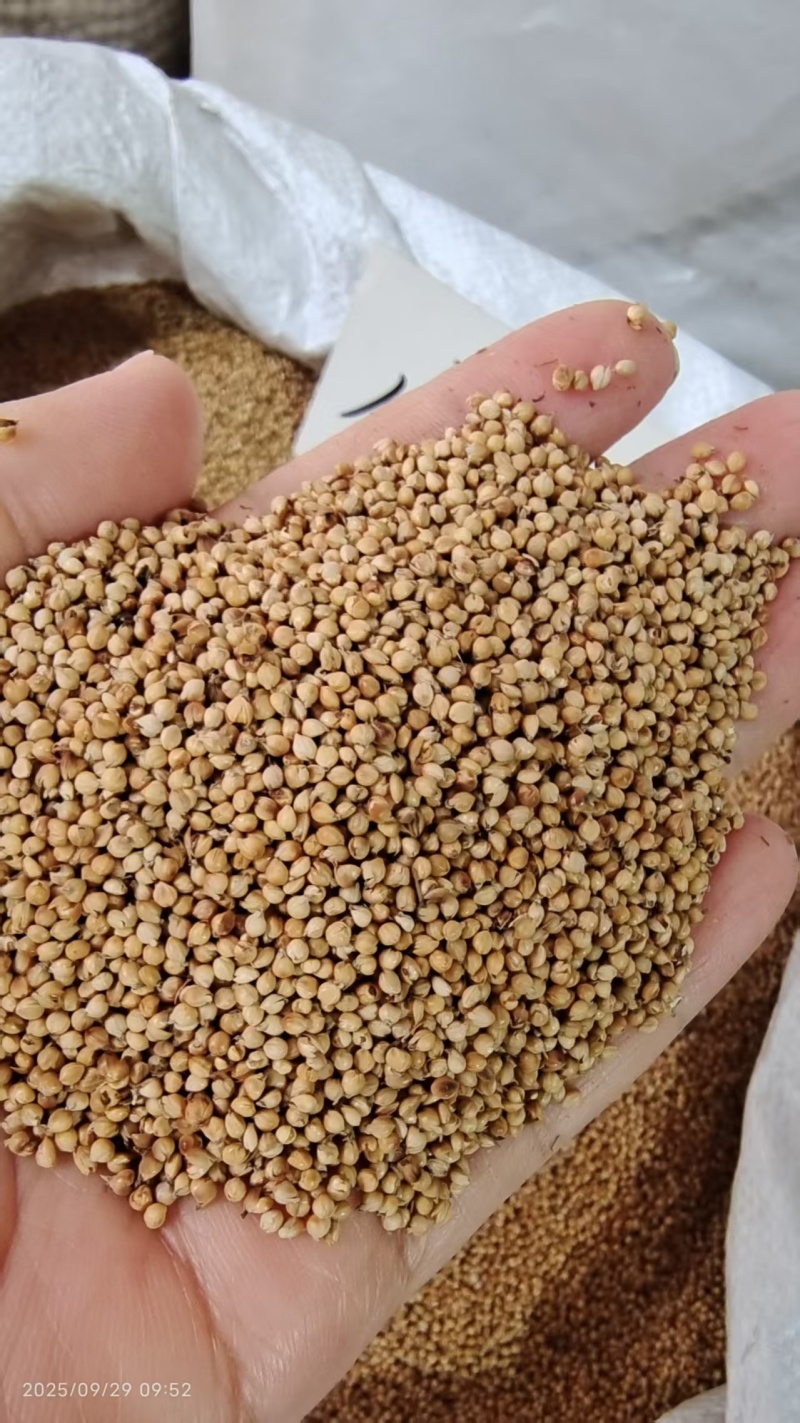 谷芽中药材2斤包邮量大优惠
