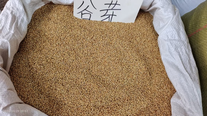 谷芽中药材2斤包邮量大优惠