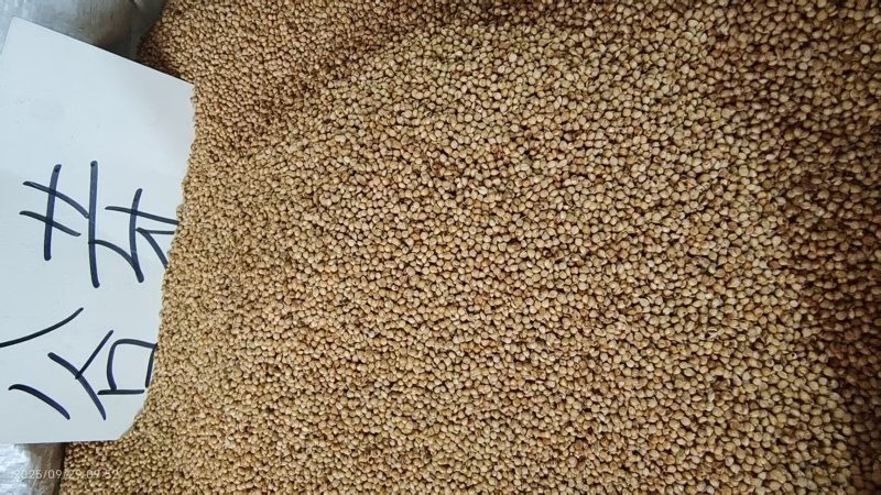 谷芽中药材2斤包邮量大优惠