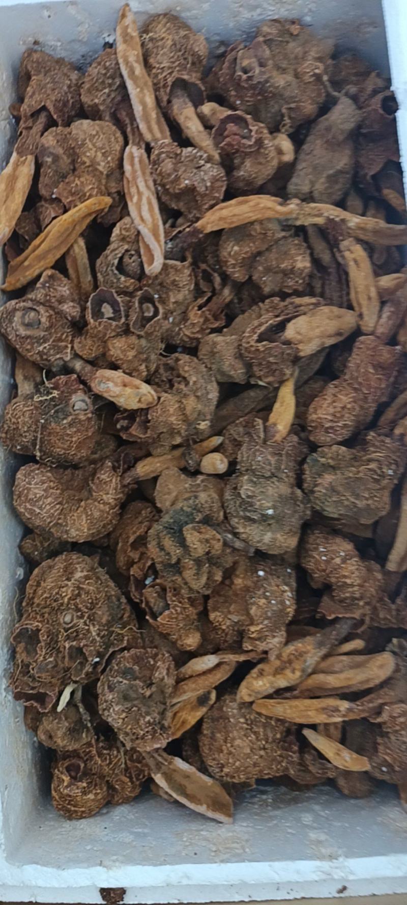 续阳草金锁阳顶天住云南山货批发锁阳锁阳