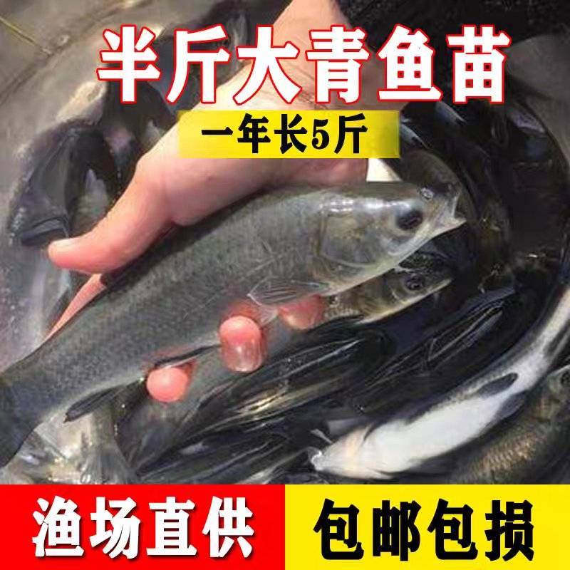 优质大品种青鱼