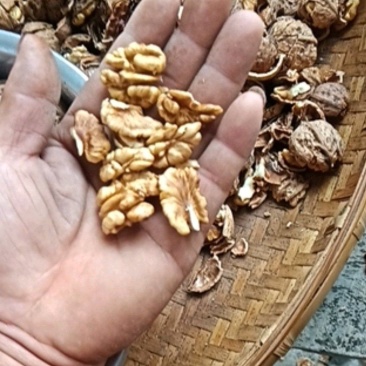 干核桃仁，新货核桃仁大量出货产地直发质量好不涩不苦