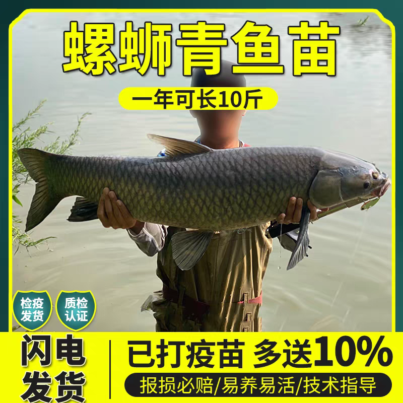优质大品种青鱼