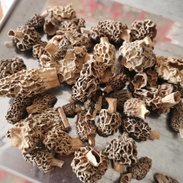 正宗野生羊肚菌剪蹆货菌帽菌头