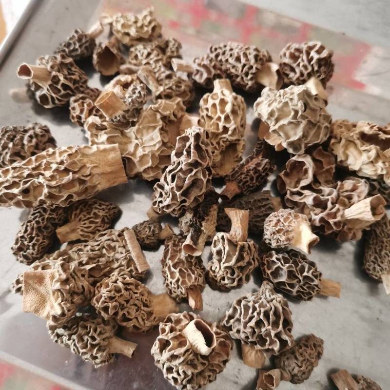 正宗野生羊肚菌剪蹆货菌帽菌头