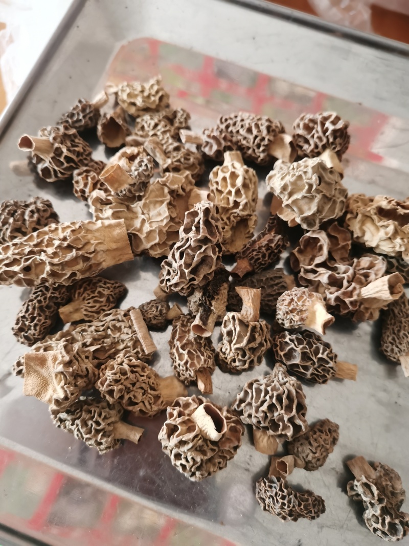 正宗野生羊肚菌剪蹆货菌帽菌头