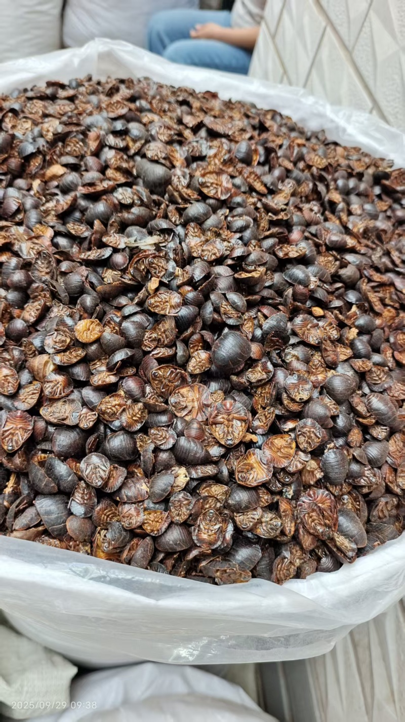 土元各种规格2斤包邮量大优惠