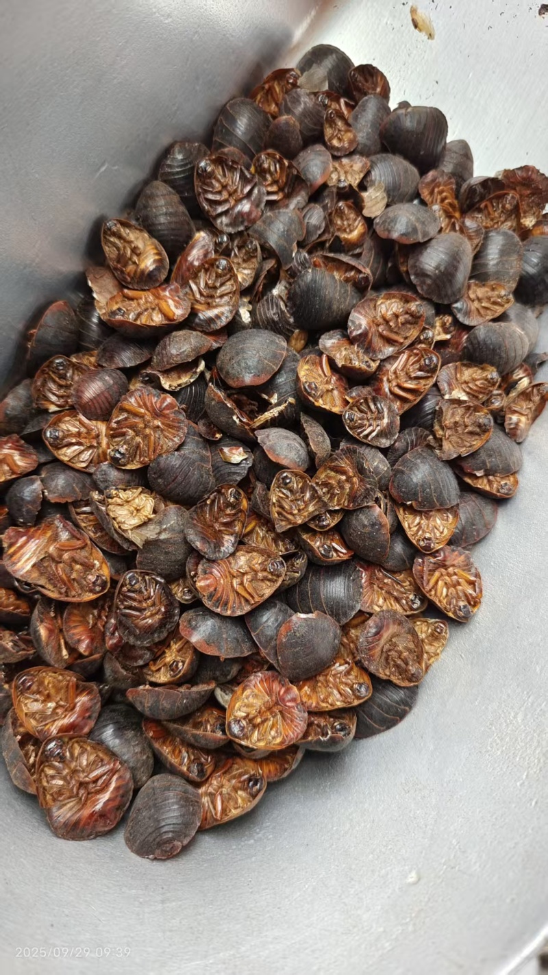 土元各种规格2斤包邮量大优惠
