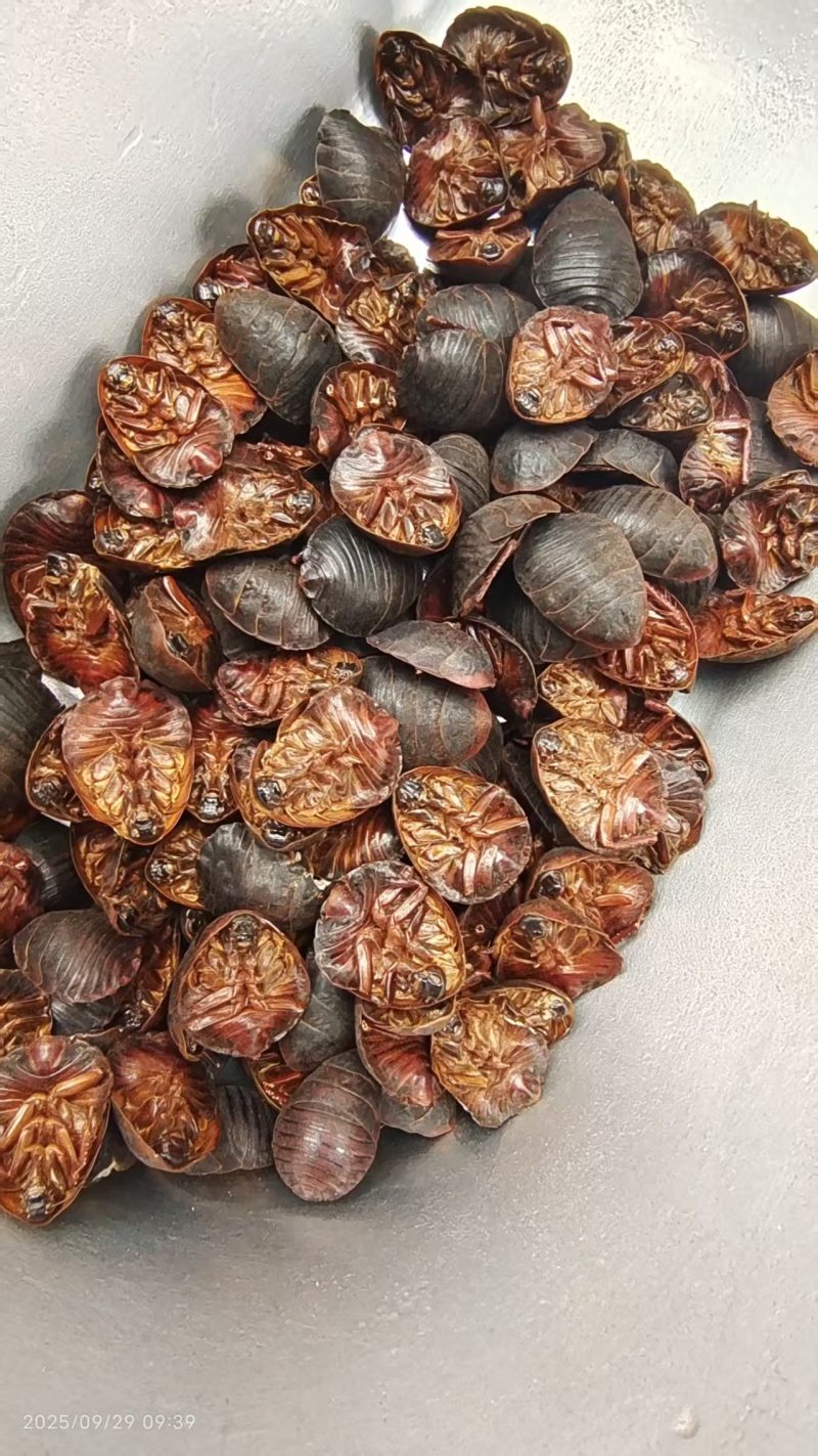 土元各种规格2斤包邮量大优惠