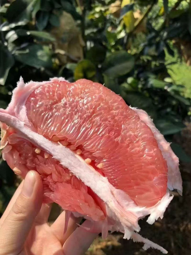 《万人采购商》湖北宜昌红心柚，产地直发，对接全国各地客商