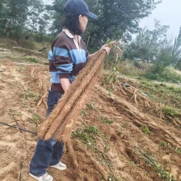 宁夏白玉山药大量接单产地直发，量大从优欢迎来电咨询