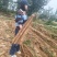 宁夏白玉山药大量接单产地直发，量大从优欢迎来电咨询