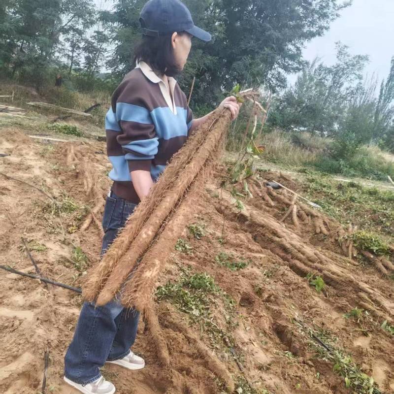 宁夏白玉山药大量接单产地直发，量大从优欢迎来电咨询