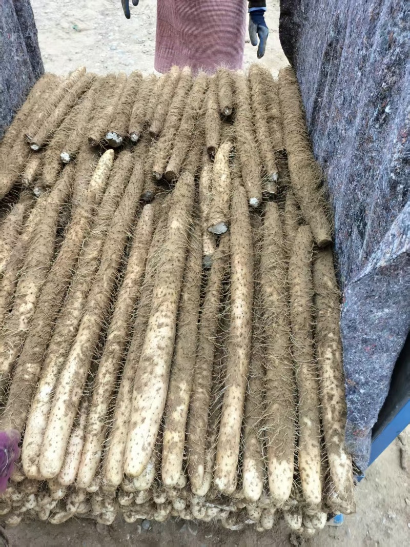 宁夏白玉山药大量接单产地直发，量大从优欢迎来电咨询