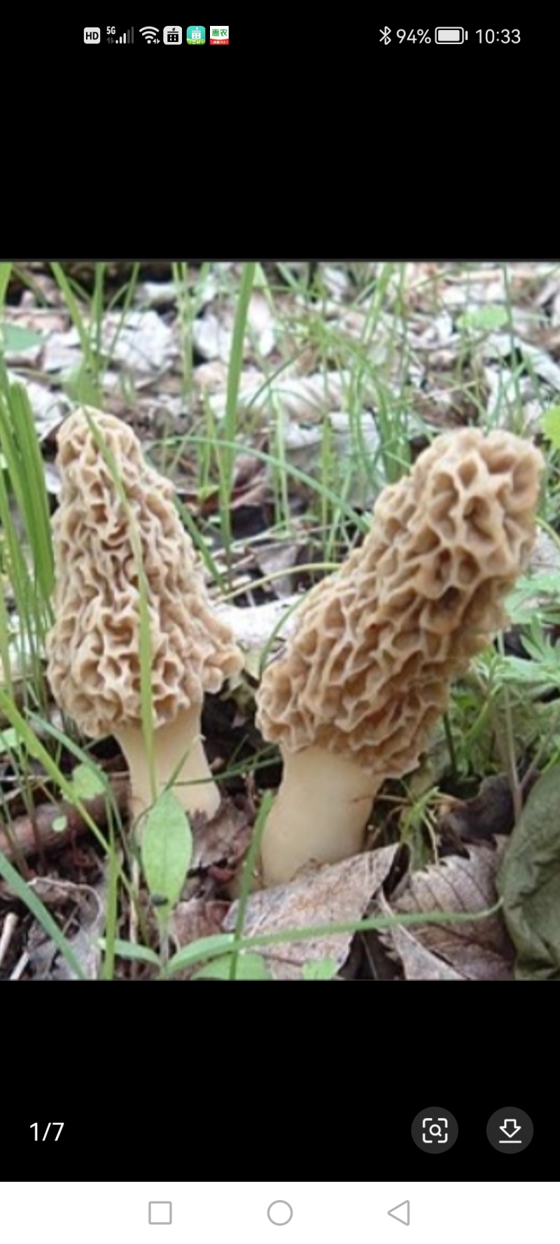 正宗野生羊肚菌剪蹆货菌帽菌头