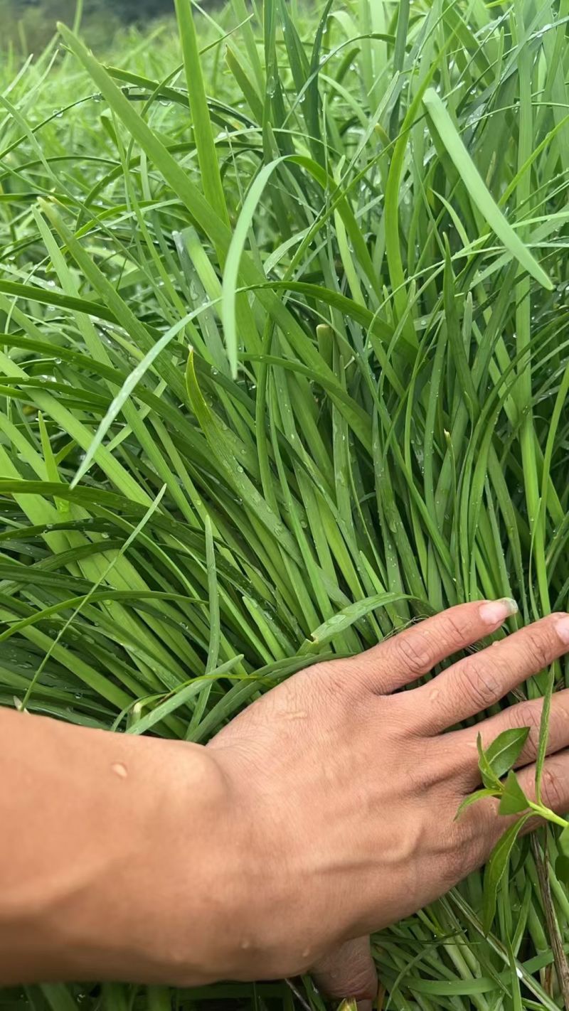 精品韭菜