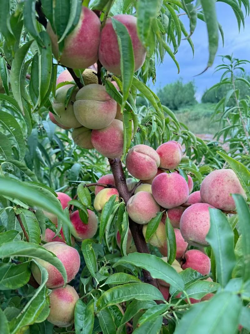 金秋红蜜桃子，映霜红，红冬桃，小冬桃