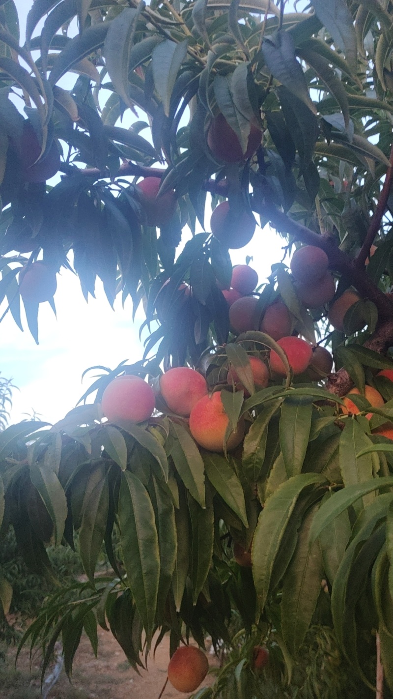 金秋红蜜桃子，映霜红，红冬桃，小冬桃